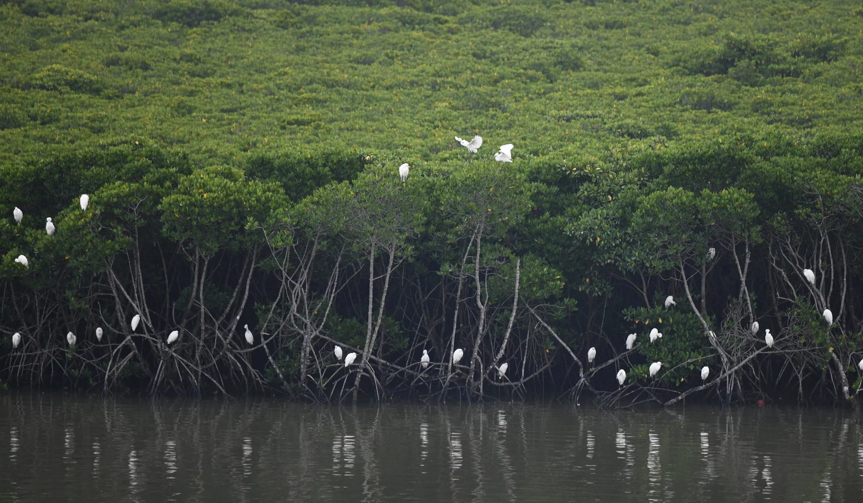 сингапур урбанистика. биогеоценоз в горах. лесная экосистема. экосистемы китая. лесная экосистема.