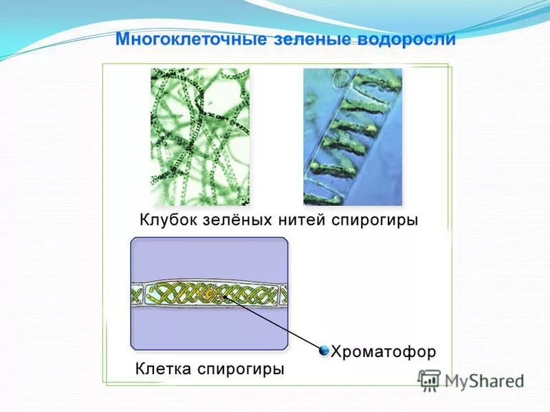 зеленые водоросли представители егэ.
