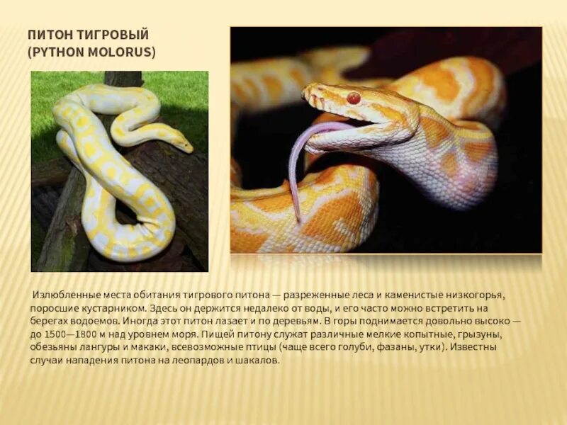 Удав место обитания