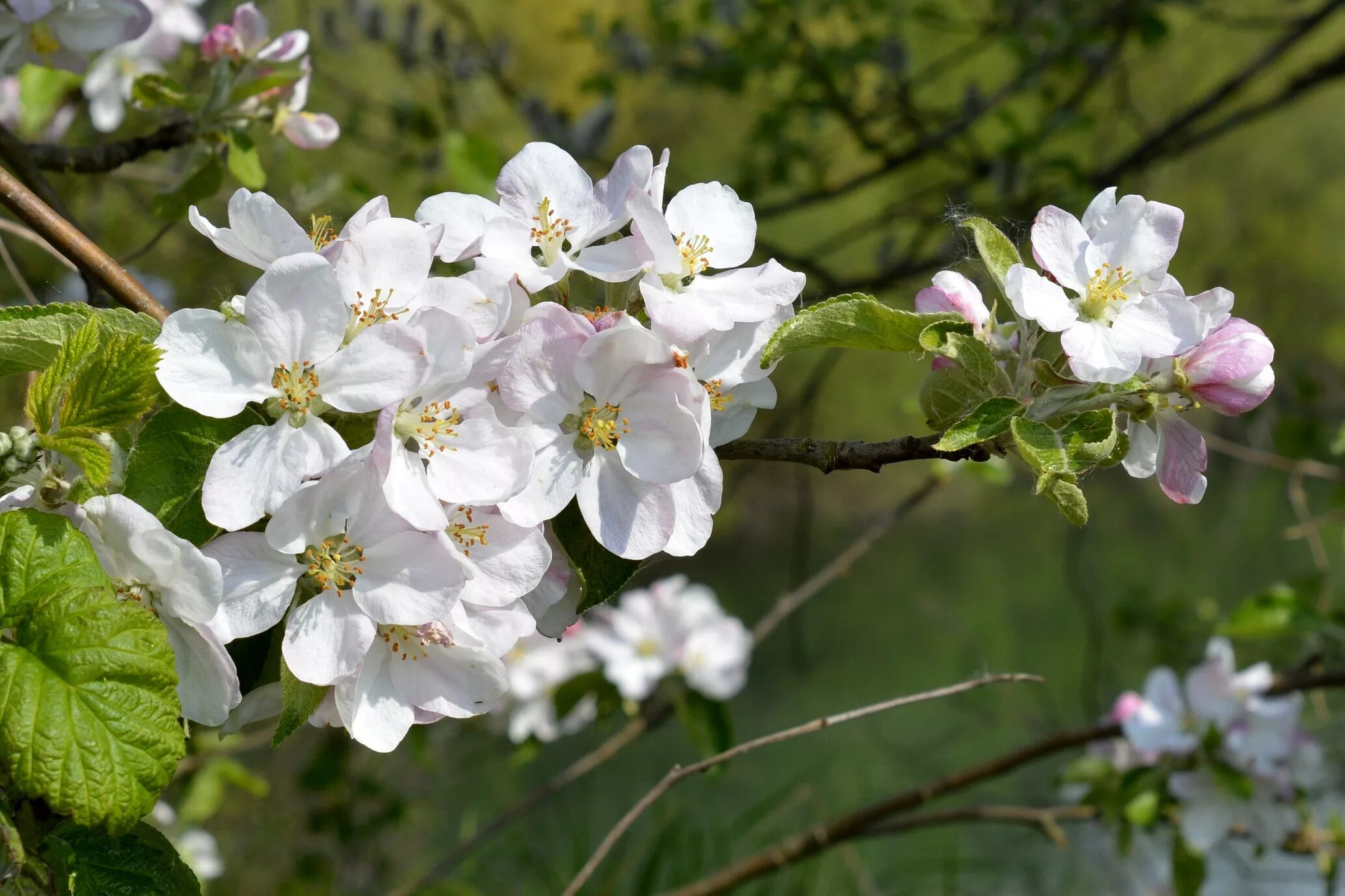 Кустарник цветет белым весной. Дикая вишня цветение. Дикая вишня кустарник цветение. Вишня белоцветущая сорт. Вишня Садовая цветет весной куст.