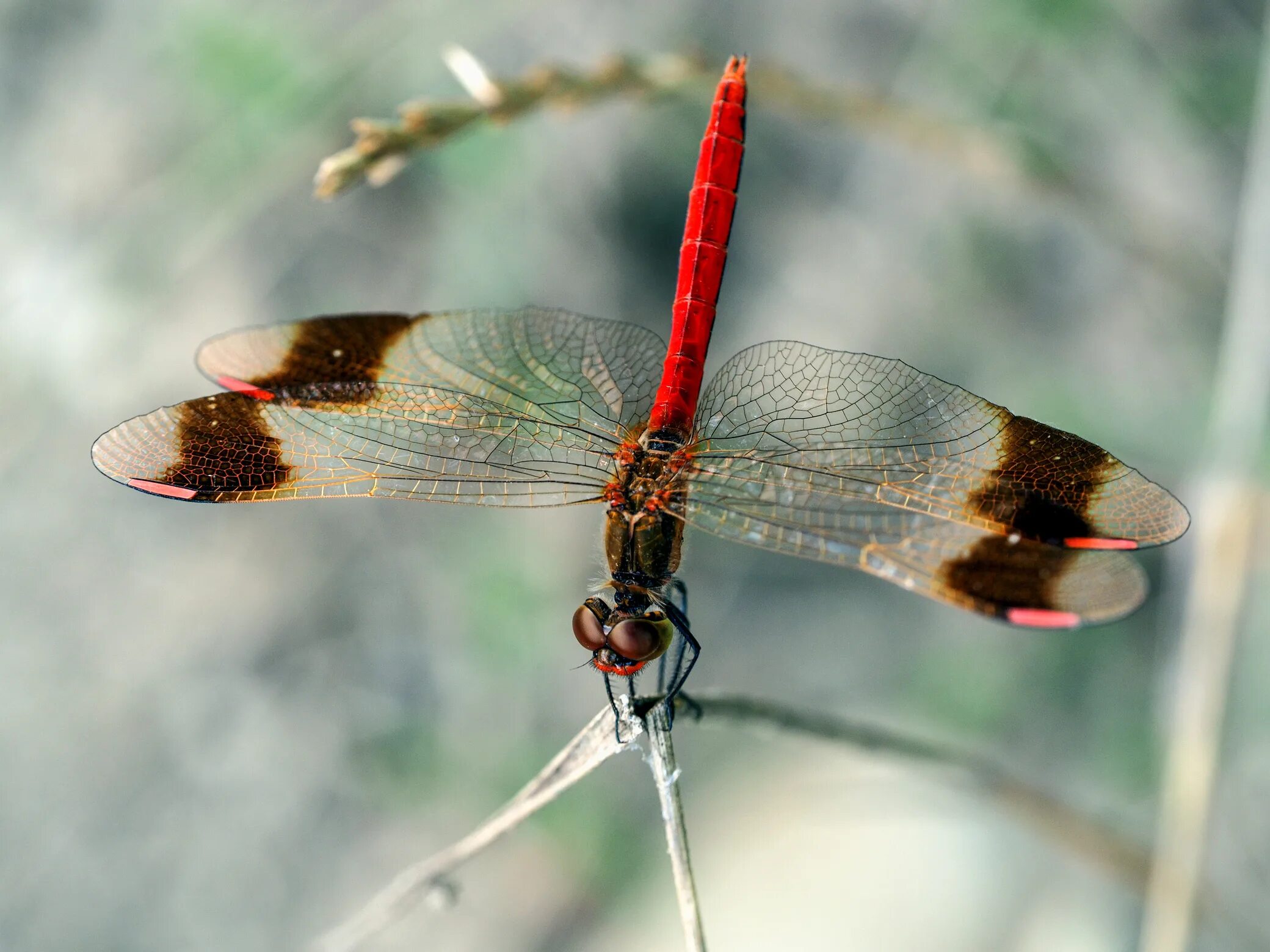 Стрекоза перевязанная - Sympetrum pedemontanum. Стрекоза макро. Стрекоза перевязанная фото. Стрекоза перевязанная красная книга.