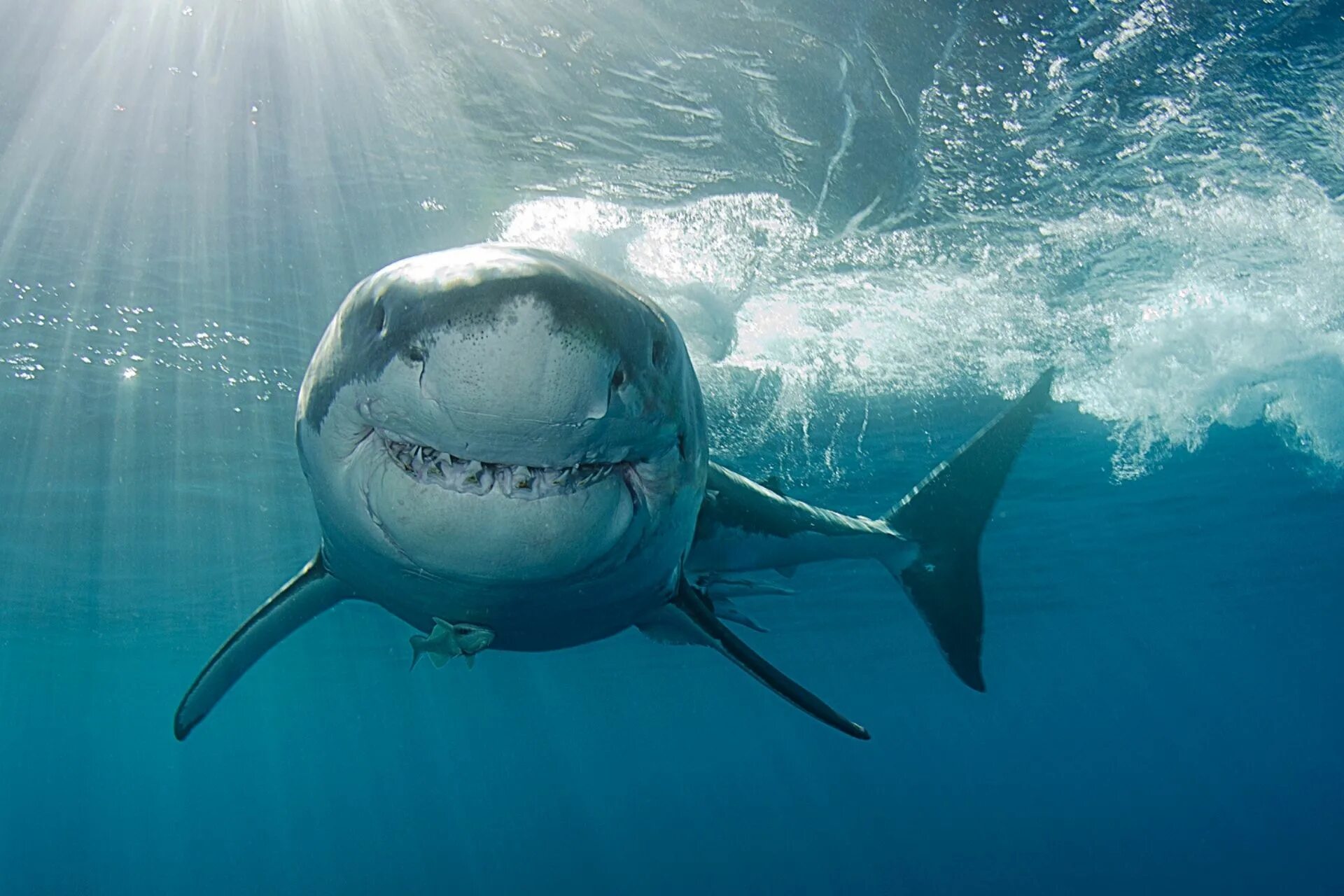 Какую скорость развивает белая акула. Большая белая акула кархародон. Большая белая акула National Geographic. Заставка акула.