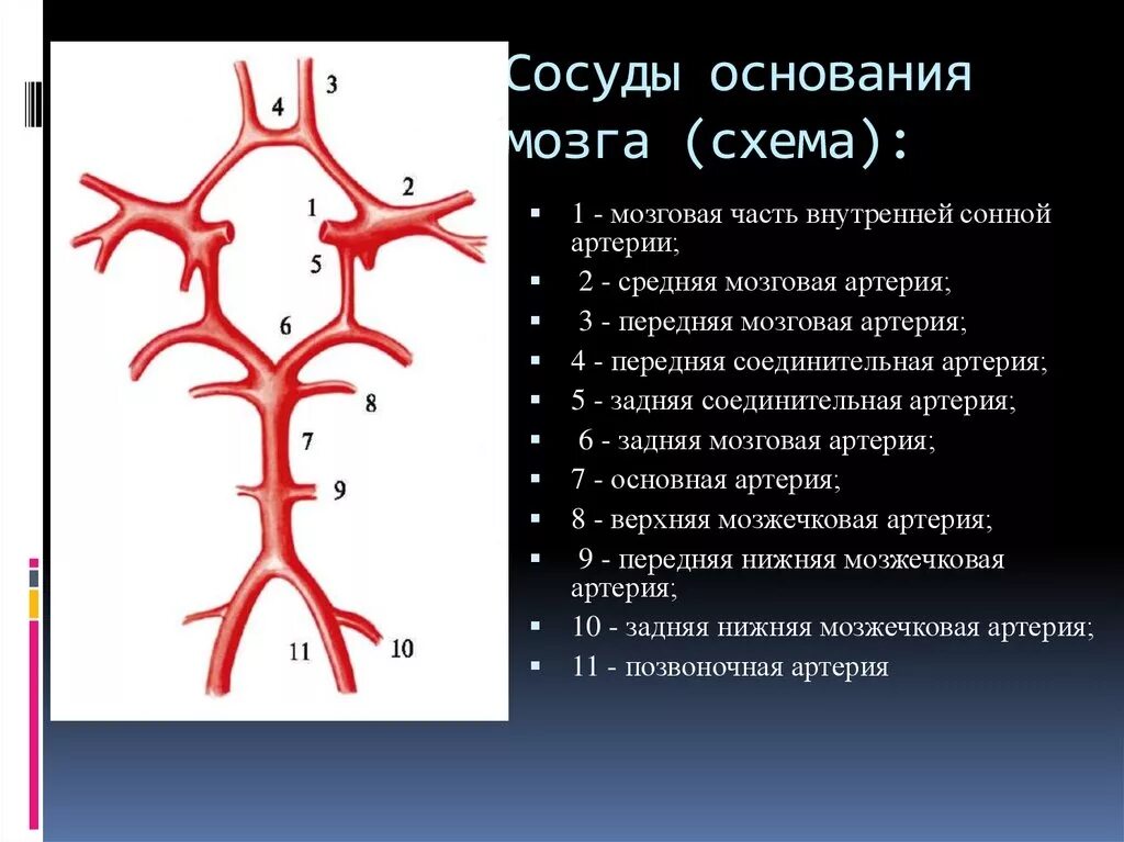 Виллизиев круг сосуды. Сегмент а1 передней мозговой артерии схема. Мозговые артерии кровоснабжение схема. Сегменты артерий головного мозга схема. А1 сегмента правой передней мозговой артерии.