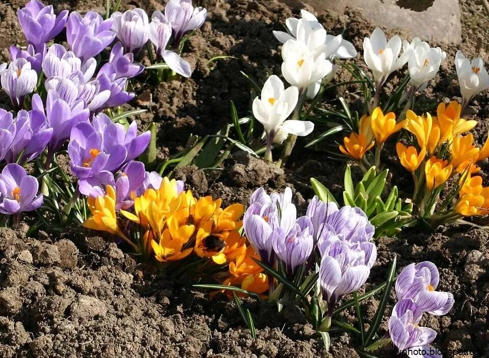 Первые цветы весной название. Крокусы многолетники. Луковичные цветы крокусы. Весеннецветущие луковичные многолетники. Альпийский Крокус.