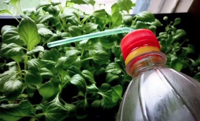 Какую рассаду можно поливать