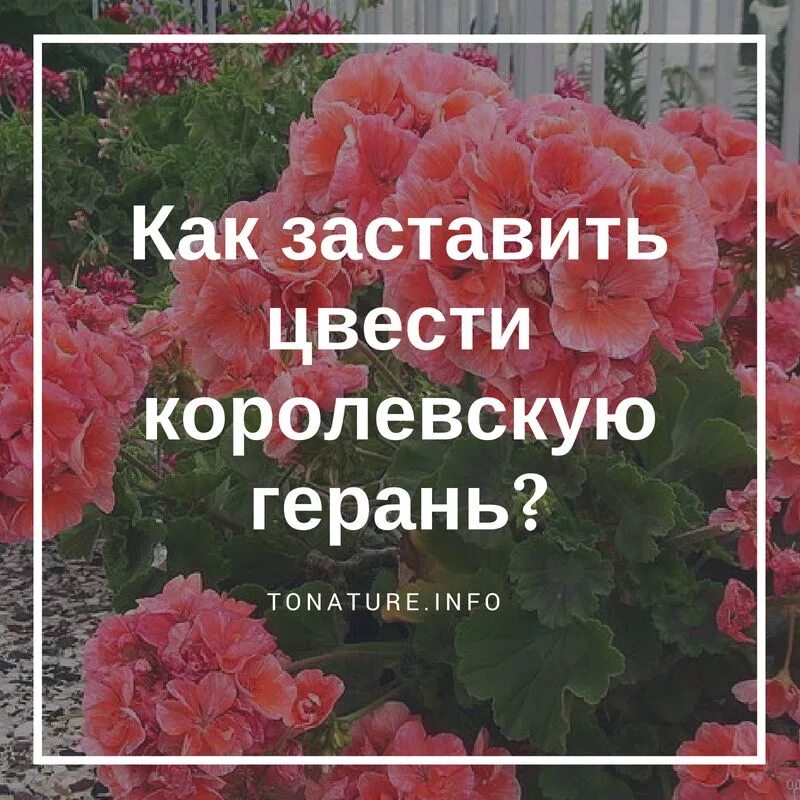 Желтеет герань чем подкормить. Подкормка для герани. Подкармливаем пеларгонию. Удобрение для герани для обильного цветения. Чем подкормить герань.