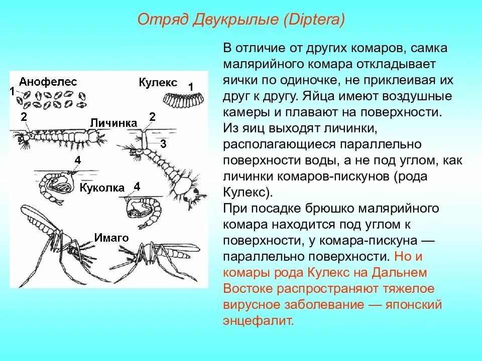 Какое развитие у малярийного комара. Стадий развития малярийного комара. Яйца комаров рода анофелес. Жизненный цикл комаров рода Anopheles. Малярийный комар личинка куколка Имаго.