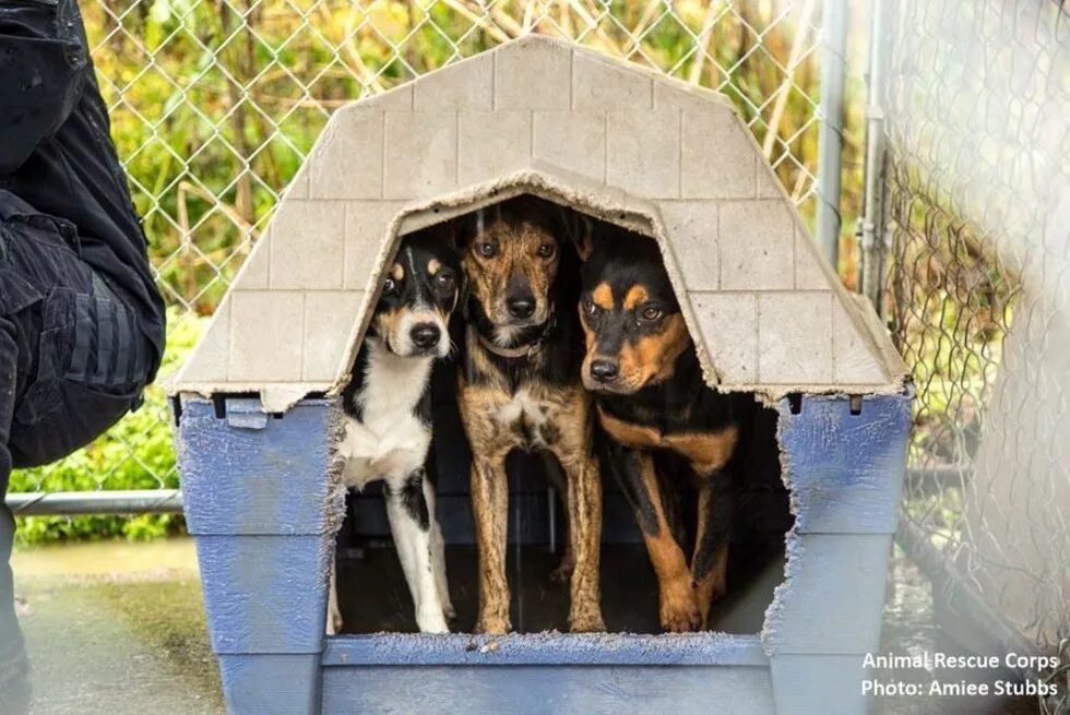 Animal Shelter. Shelter животные. Brown Dog Shelter. Animal Shelter Dogs. Animal shelter natural choice