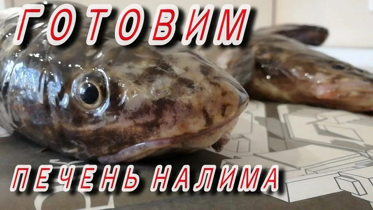 Икра налима фото