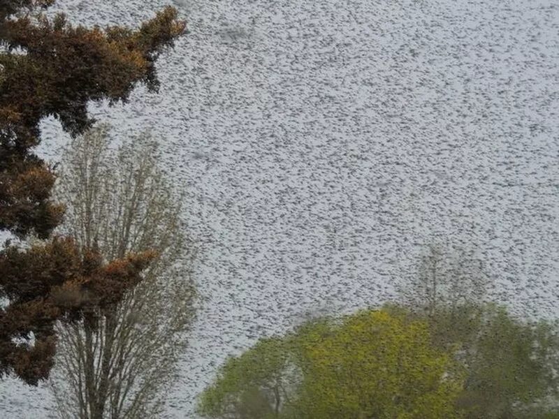 Гнус рой. Мошкара гнус. Комары полчища. Комариный рой. Комары в крыму 2021.