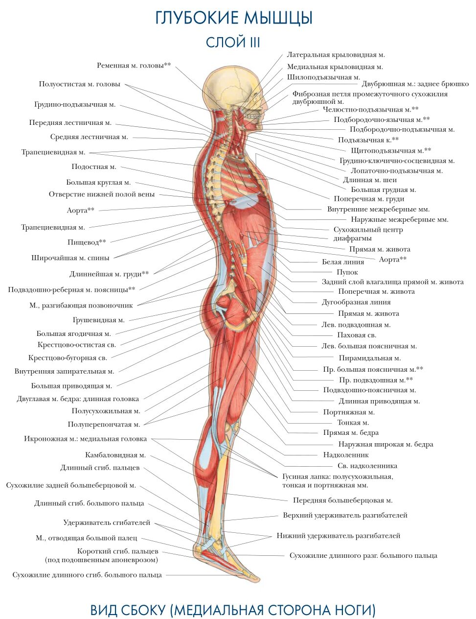 Мышечная система бедра человека анатомия. Атлас анатомия человека мышечная система. Анатомия атлас мышцы конечностей. Атлас мышц ноги человека анатомия. Запястье голень и позвоночник