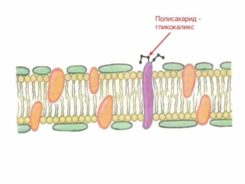 Плазматическая мембрана гликокаликс. Клеточная мембрана гликокаликс. Строение плазматической мембраны белки. Функция гликокаликса в мембране. Клеточная мембрана гликокаликс.