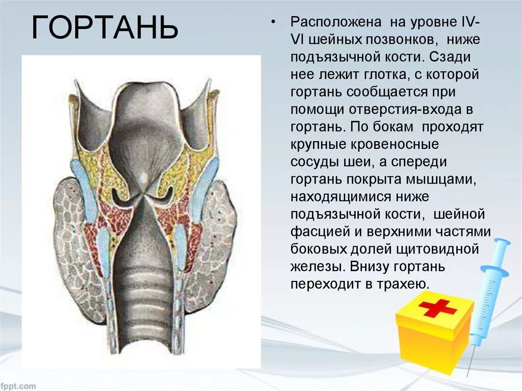 Гортань реферат. Гортань. Строение гортани. Гортань анатомия человека. Спереди гортань покрыта.