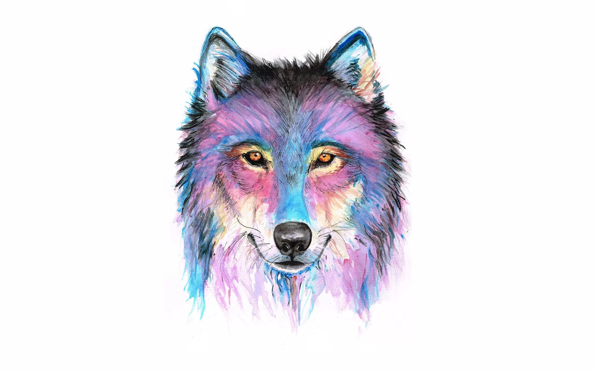 Волк рисунок. Морда волка рисунок. Разноцветный волк. Голова волка рисунок.