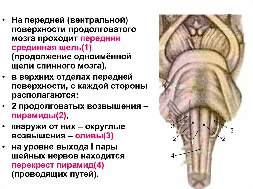 Поверхности заднего мозга. Структура головного мозг продоолговатый мозг. Структура головного мозг задний мозг. Строение вентральной поверхности продолговатого мозга. Наружное строение продолговатого мозга анатомия.