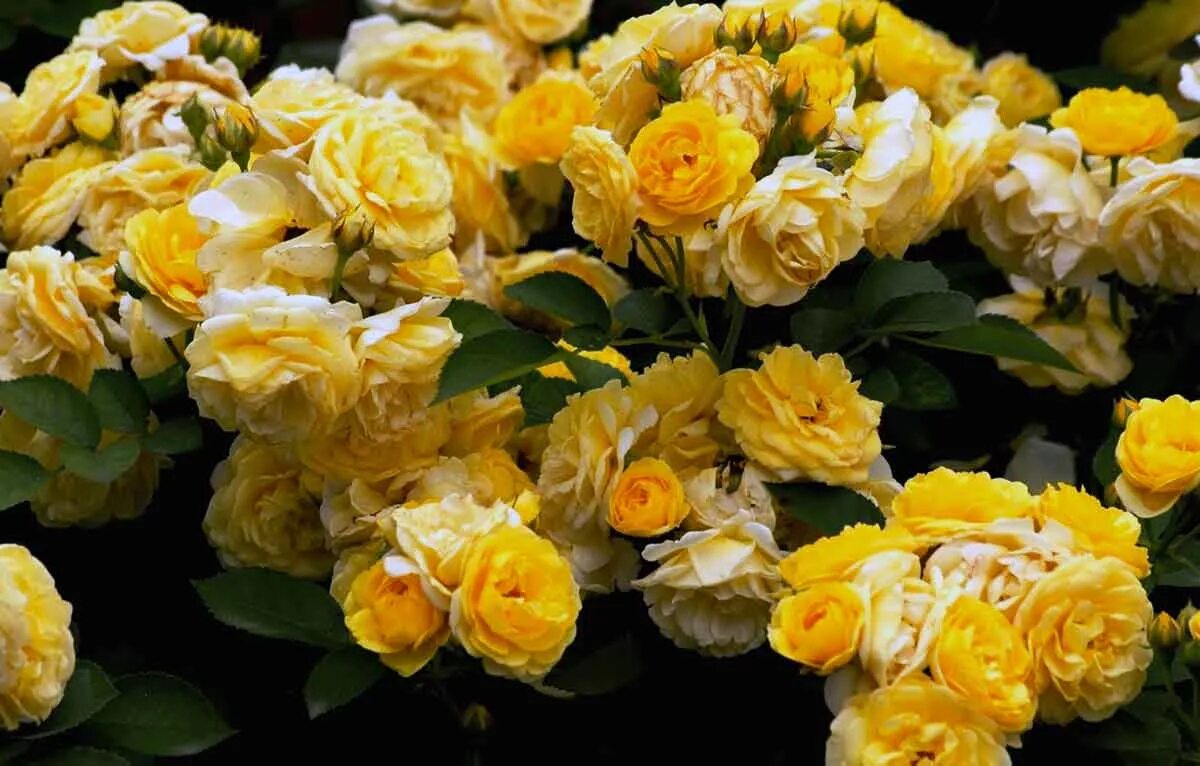 Флорибунда фото. Сорт роз флорибунда голден бордер. роза бордер флорибунда. роза флорибунда голден. роза голден дримс.