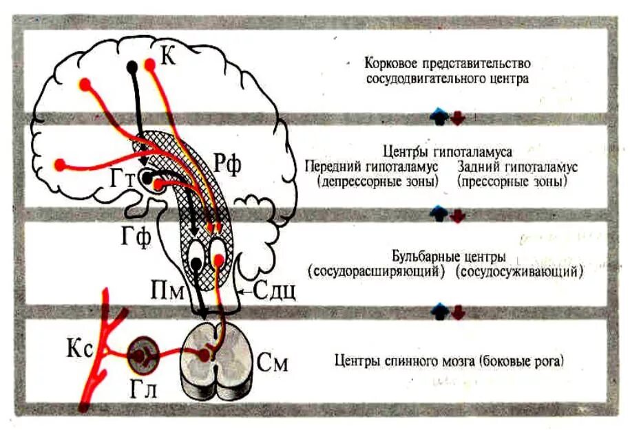 Рефлекторная регуляция сосудодвигательного центра. Сосудодвигательный центр его структура и функции. Сосудодвигательный центр продолговатого мозга. Сосудодвигательный рефлекс отдел мозга. Центр безусловно рефлекторной регуляции кровяного