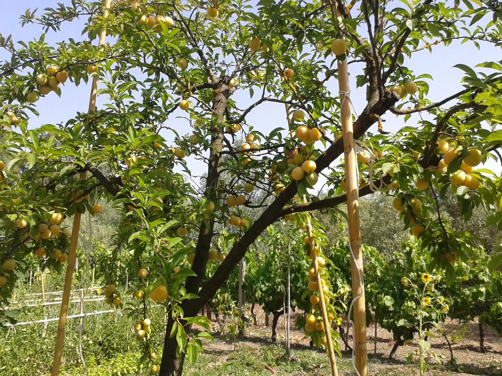 Абрикос плодоносит через год. Абрикосы деревья в средней полосе. Плодоносящее дерево абрикоса в первые годы. Абрикос-дерево-лекарь. Абрикоса постриглась.