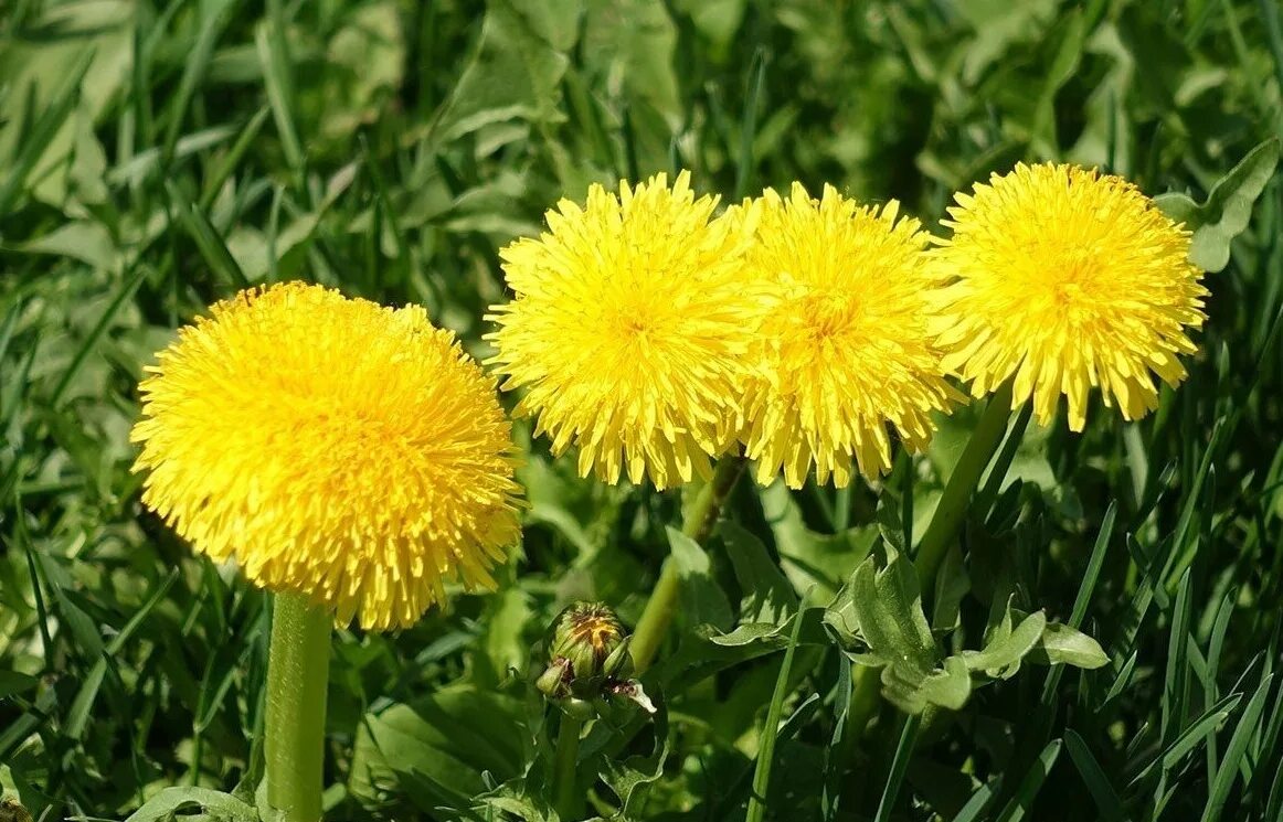 Одуванчик Taraxacum officinale. Taráxacum officinále - одуванчик обыкновенный[. Taraxacum officinale f.h.Wigg. – Одуванчик лекарственный. Одуванчик полевой семейство сложноцветных. От чего помогают цветки одуванчика