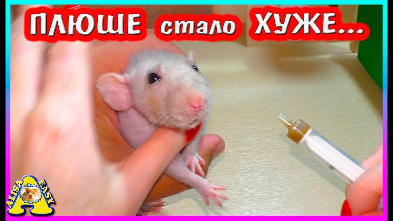 Крыса алиса. Хомячки и крыски. Крыса алиса. Мышиный рай картинка. Крыска алиса.