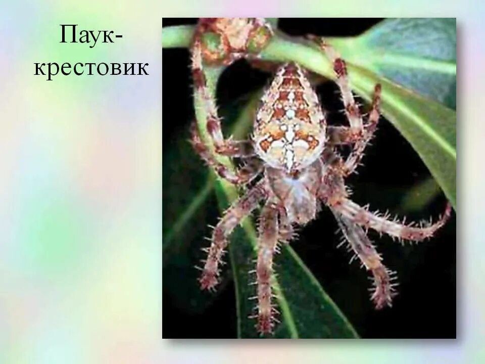 Многообразие паукообразных презентация