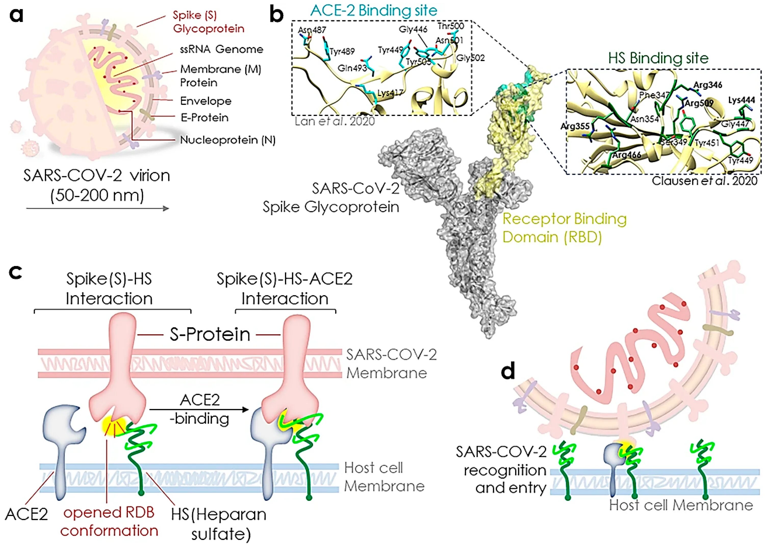 Повышенный белок s100. Белок гликопротеин. Spike Protein SARS cov 2. Гликопротеин в мембране. Нейроспецифический белок s-100.