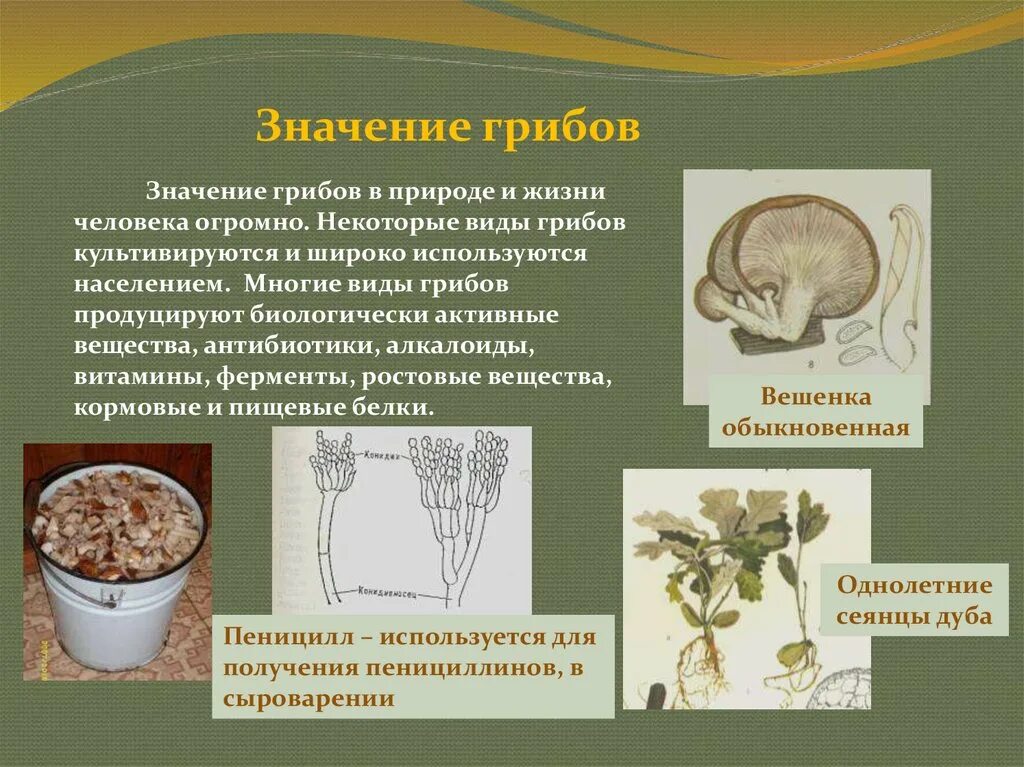 Значение грибов. Разнообразие грибов. Многообразие грибов в жизни человека. Значение грибов в природе.