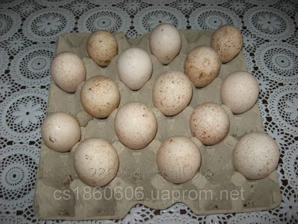 Куплю биг 6 яиц. Биг инкубационное яйцо. Яйцо Биг 6 штамп. Италия инкубационное яйцо Биг 6. Белая широкогрудая яйцо.