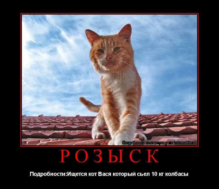 про кота васю. про кота васю. смешной кот вася. смешные толстые коты с надписями. стихотворение про барсика.