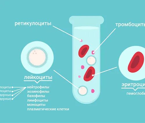 Тромбоциты это гемоглобин. Ретикулоциты и эритроциты. тромбоциты и ретикулоциты. ретикулоциты клетки.