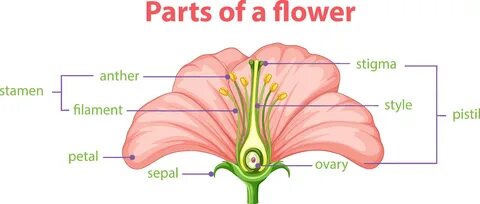 Download Diagram of different part of flower for free.