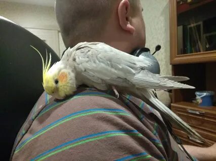 Корелла падает