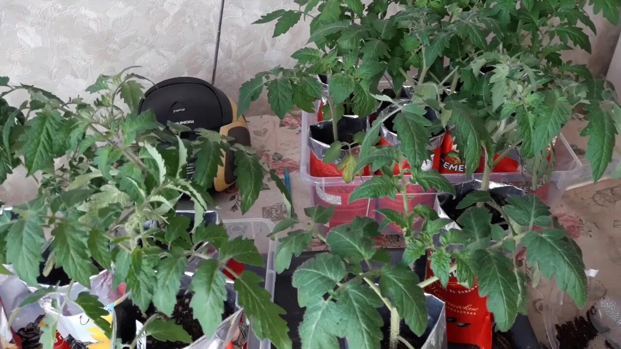 Чтобы помидоры не вытягивались и были крепкими. Помидоры фламенко рассада. цыган помидоры рассада. рассада помидоров вытянулась и слишком тонкие стебли. рассада физалиса вытянулась.