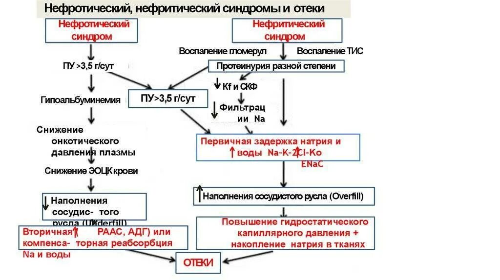 Нефротический синдром чаще встречается при малярии. Нефритический синдром патогенез схема. Патогенез почечных отеков схема. Нефротический синдром механизм развития отеков. Патогенез отеков при нефритическом синдроме.