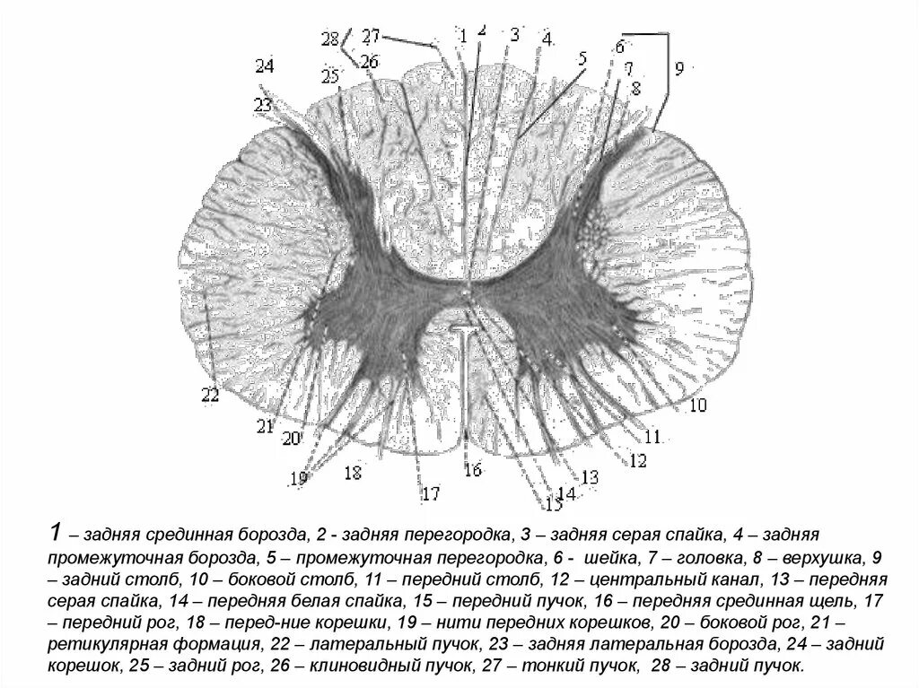 Задняя серая спайка спинного мозга. Поперечный срез спинного мозга спайки. Задняя срединная перегородка спинного мозга. Передняя и задняя серая спайка спинного мозга. Серые столбы спинного мозга