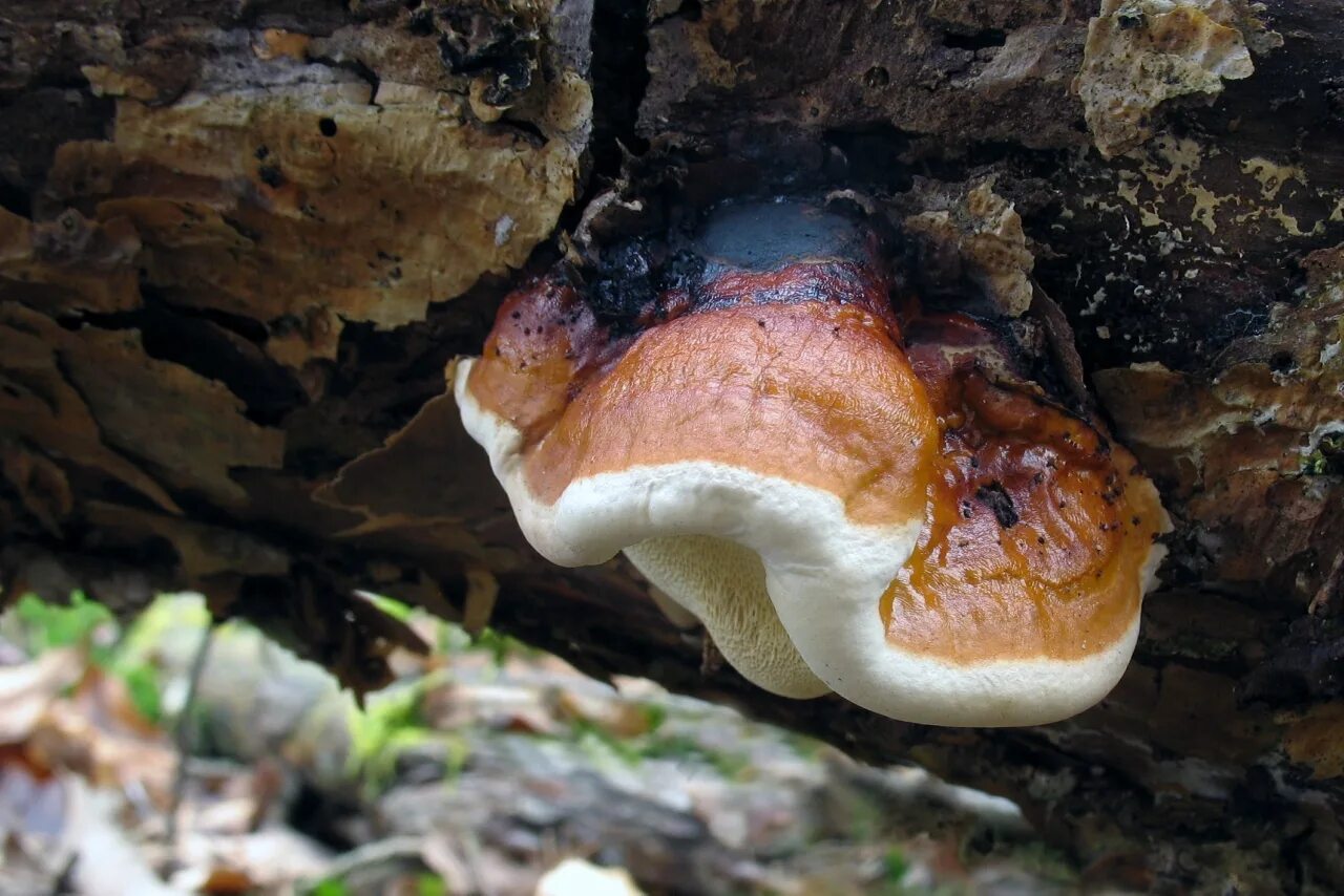 Трутовик питание. Трутовик окаймленный Fomitopsis pinicola. Трутовик ложный окаймленный. Fomitopsis pinicola - трутовик Сосновый. Тркьовиек окаймлённый.