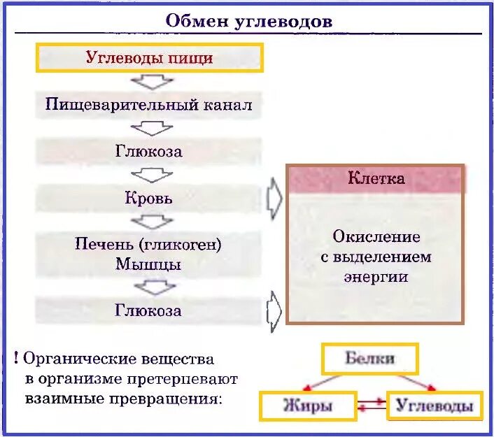 Обмен углеводов биология 8 класс