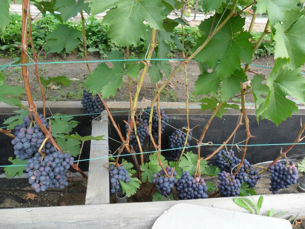 Виноград начал. Виноград на даче в сибири. куст винограда. смородиновый виноград. какой виноград растет в сибири.