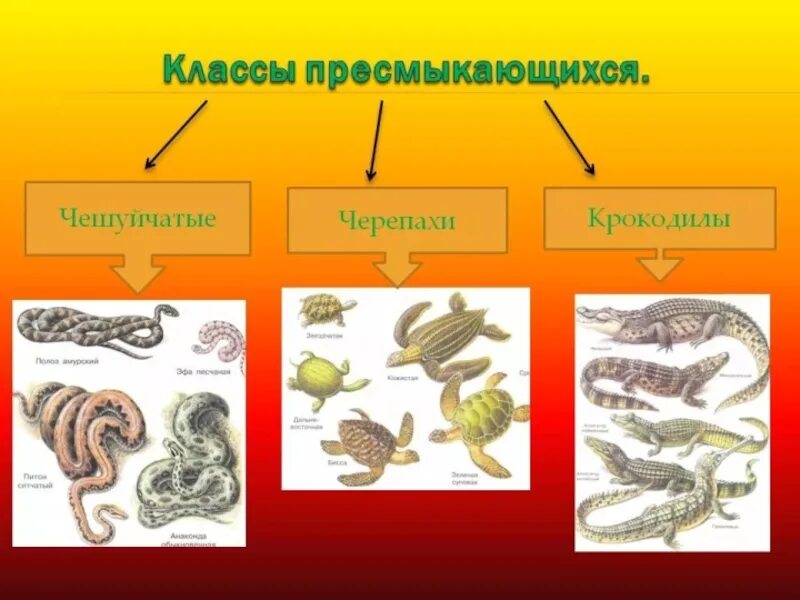 Биология 7 класс пресмыкающие. Пресмыкающиеся презентация. Класс пресмыкающиеся. Сообщение о пресмыкающихся. Проект про пресмыкающихся.