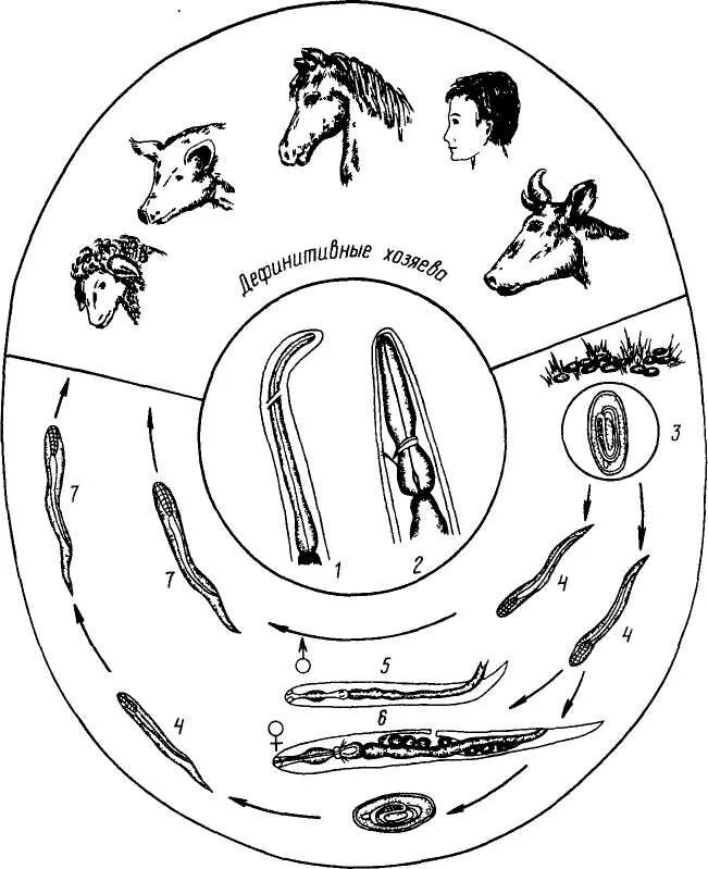 Жизненный цикл угрицы. Цикл развития стронгилоидозы у животных. Стронгилоидоз цикл развития у животных. Жизненный цикл стронгилоидоза. Диктиокаулез жвачных хозяева.