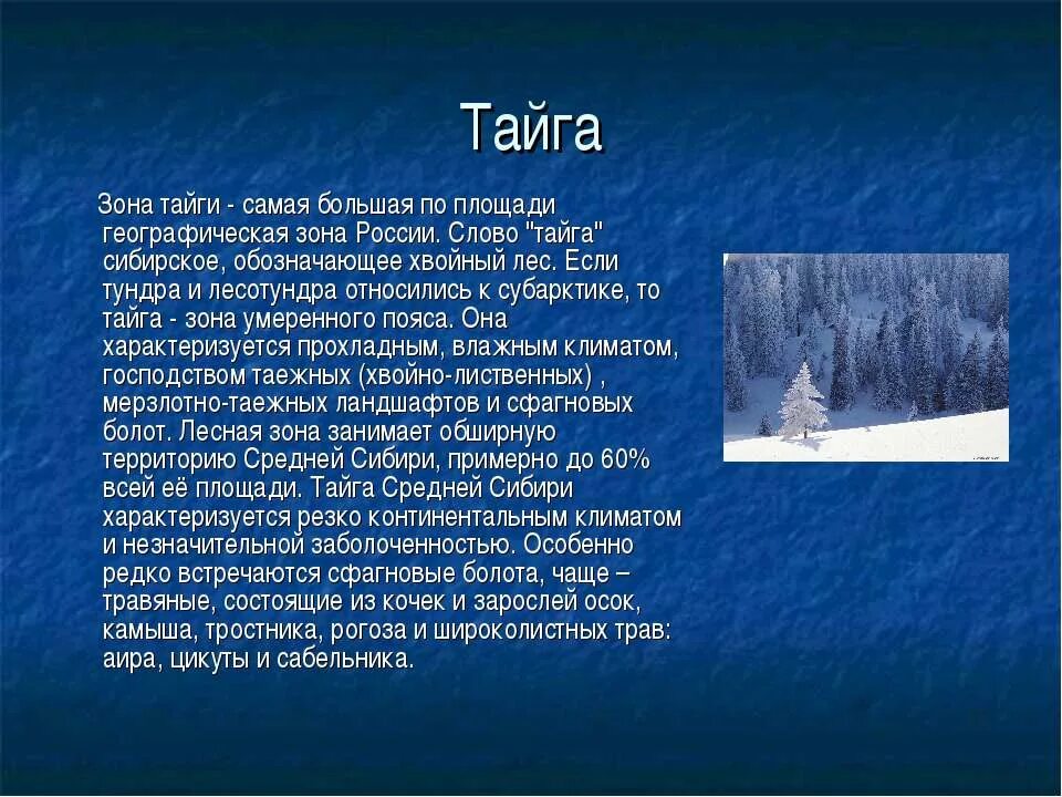 Рассказать о тайге. Доклад о Тайе. Рассказ о тайге. Сообщение о тайге.