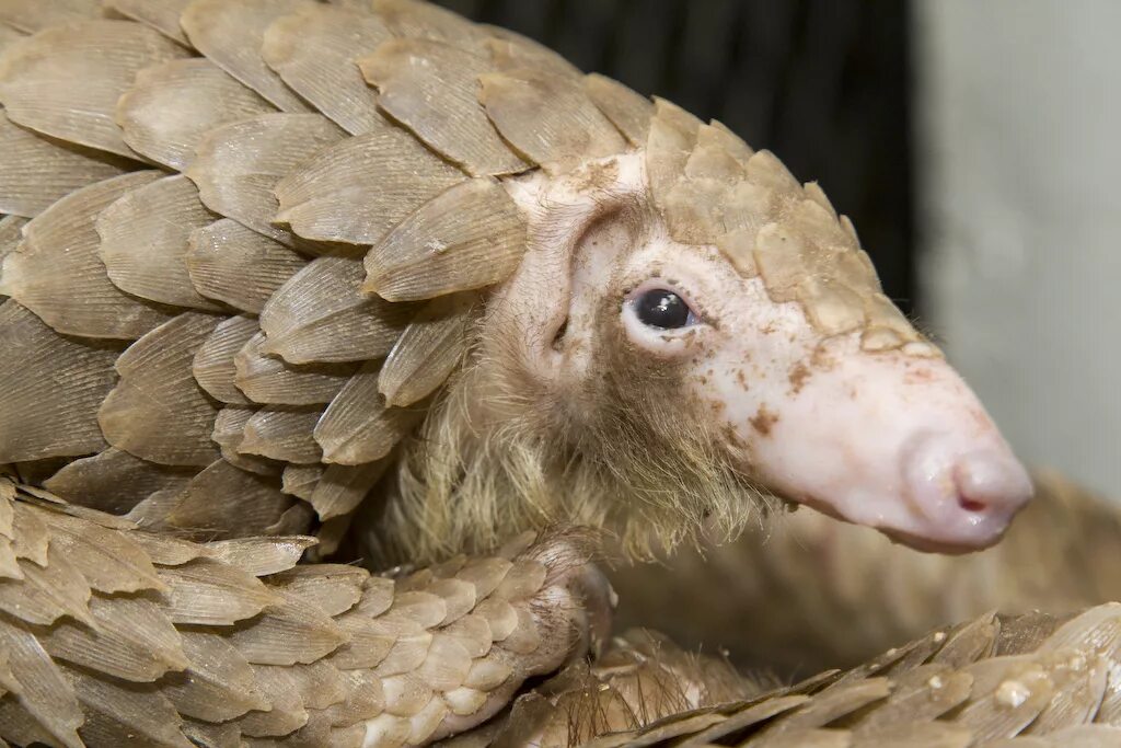 Pangolin