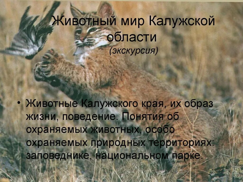 Проект животные калужской области