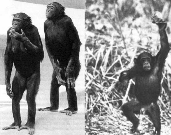 Скрещивание обезьян с людьми. Шимпанзе и человек. Скрещение человека и обезьяны.