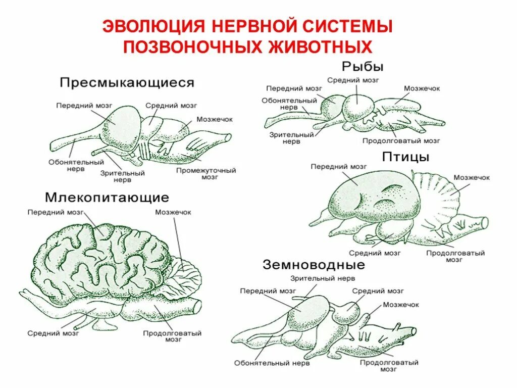 Нервная система животных образуется из. Схема эволюции нервной системы у животных таблица. эволюция нервной системы позвоночных животных. эволюция нервной системы хордовых схема. эволюция нервной системы позвоночных егэ.