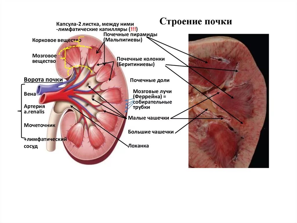 Поча ки. Анатомическое строение почки. Внутренне строение почки анатомия. Внешнее строение почки анатомия. Строение почки человека почечная пирамида.