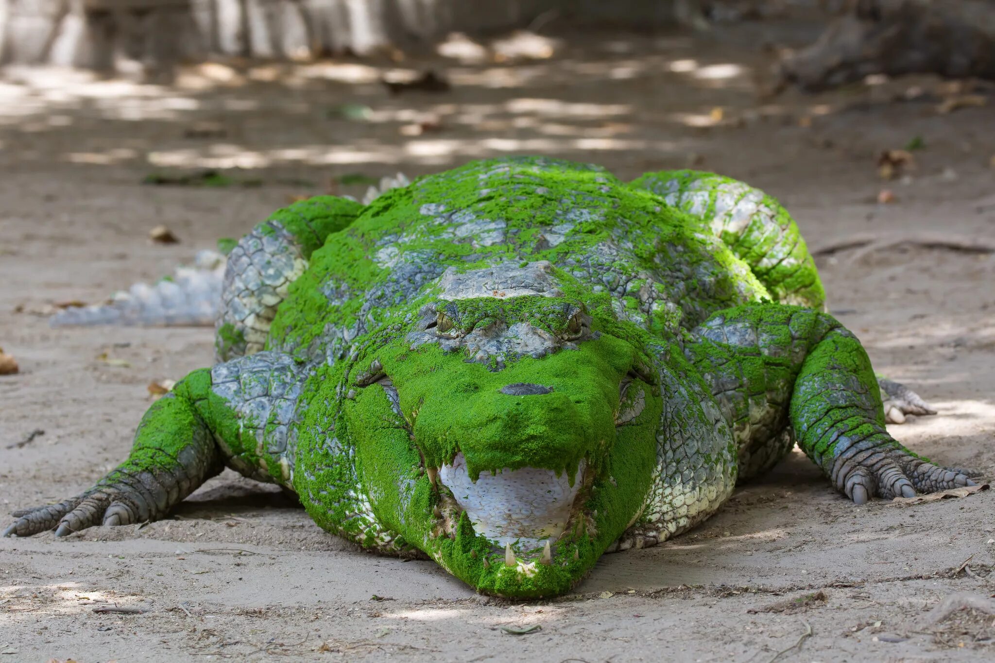 Какой крокодил зеленый. Западноафриканский крокодил. Африканский крокодил. Зеленый крокодил. Животные Африки крокодил.