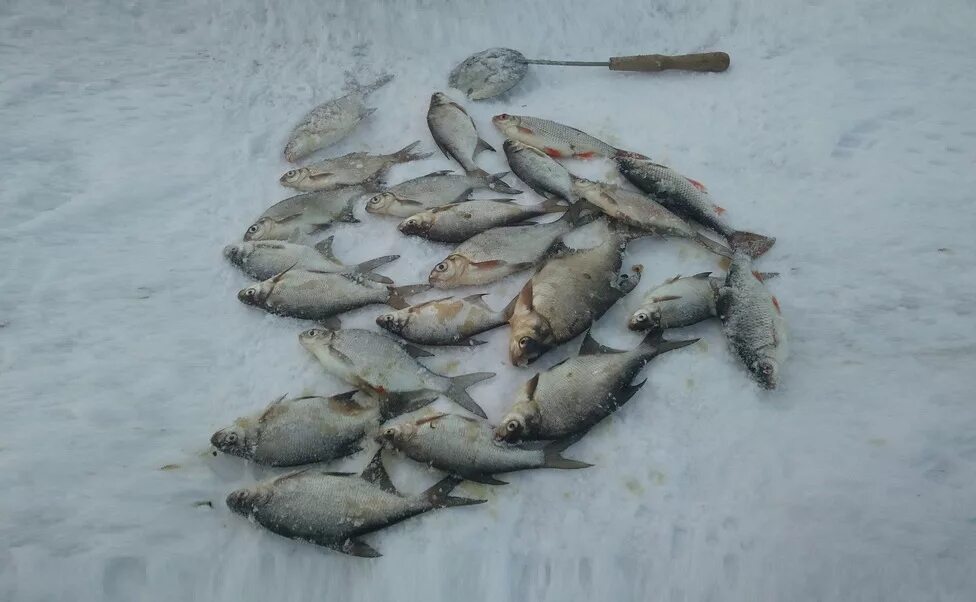 Неберджаевское водохранилище рыбалка. Зимняя рыбалка на Рузском водохранилище. Рузское водохранилище рыбалка зимой. Зимняя рыбалка на Горьковском водохранилище. Русское водохранилище рыбалка