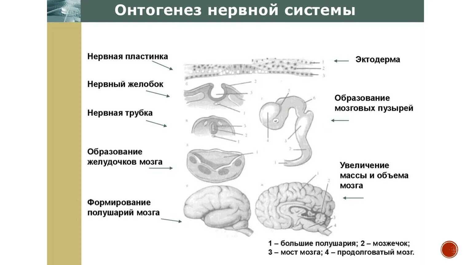 Первичная стадия развития. Основные этапы онтогенеза центральной нервной системы человека. Развитие нервной системы в онтогенезе таблица. Основные этапы онтогенеза нервной системы схематично. Основные этапы развития нервной системы в процессе онтогенеза..