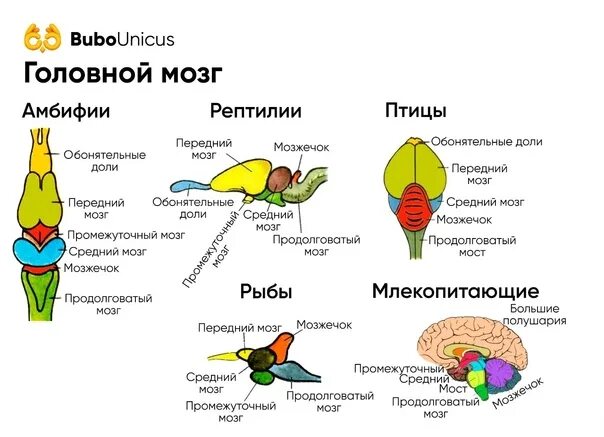 Какие отделы мозга у рыб. Головной мозг пресмыкающихся и птиц строение. Строение головного мозга у рыб, земноводных, рептилий птиц. Строение головного мозга млекопитающих. Строение головного мозга рептилий.